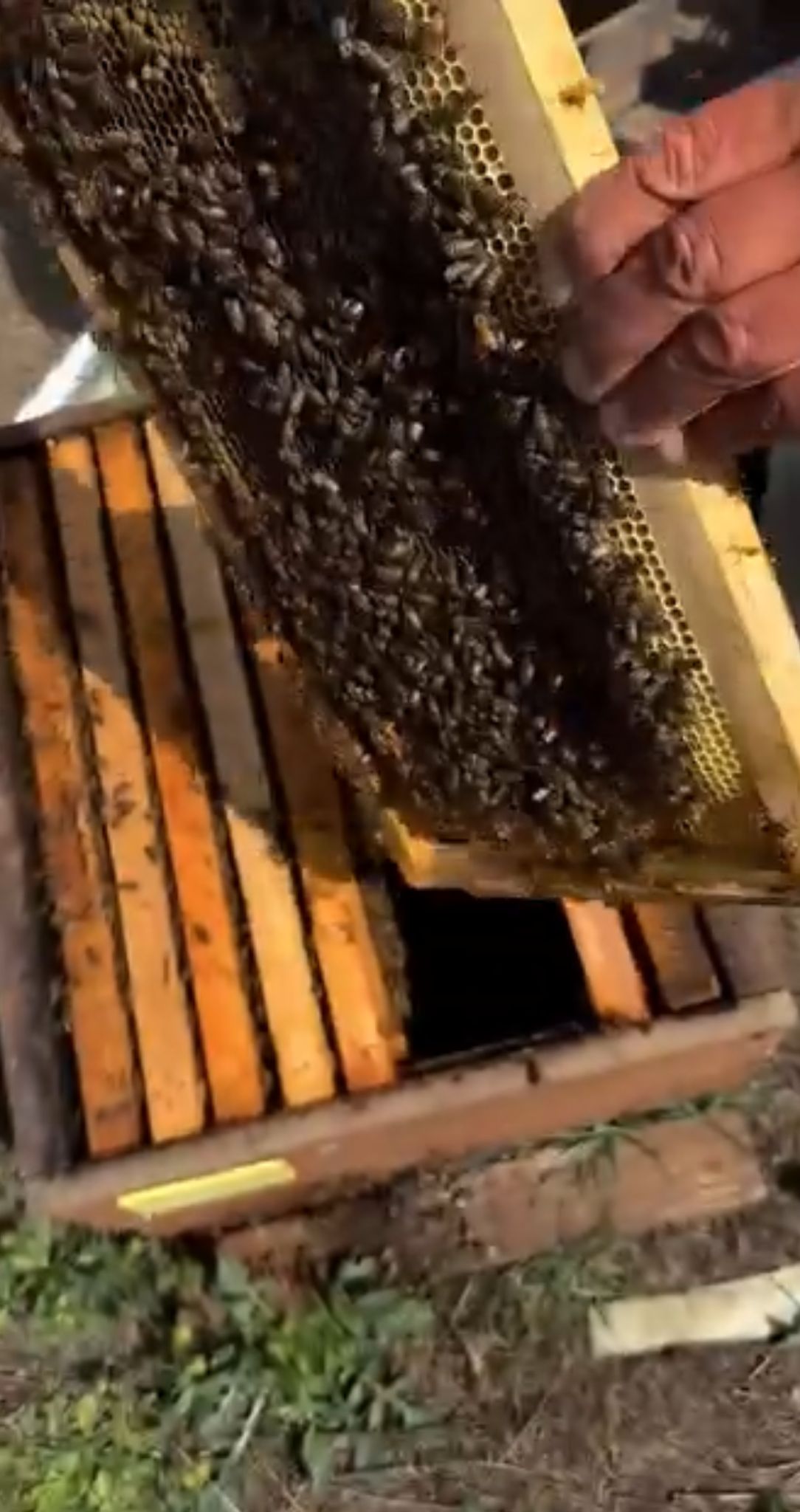 Pulat Arıcılık ve Bal Ürünleri